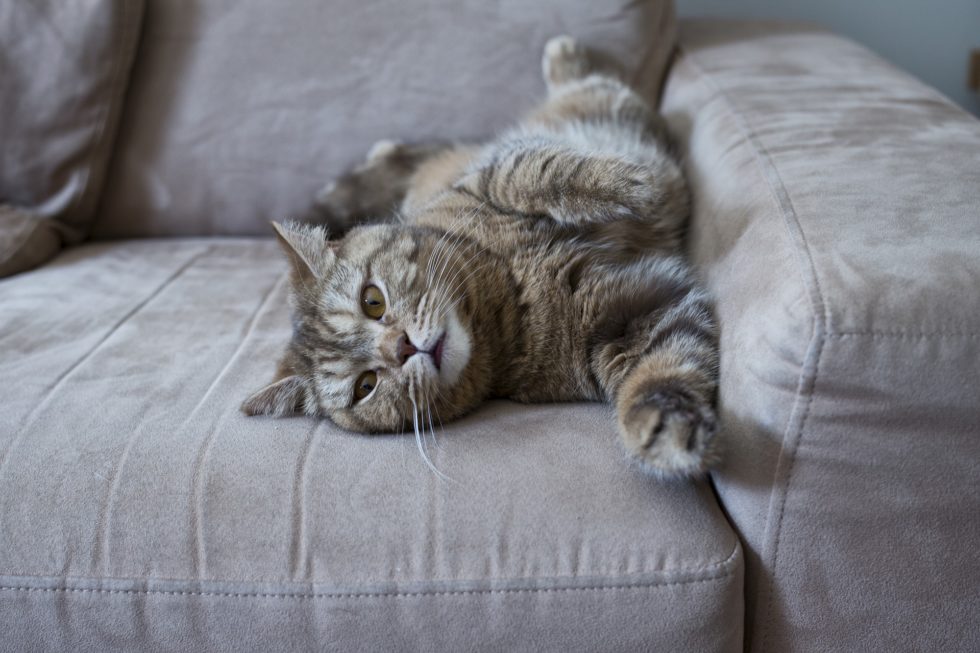 How to Keep Cats Off Furniture: Stylish Solutions for a Pet-Friendly Home